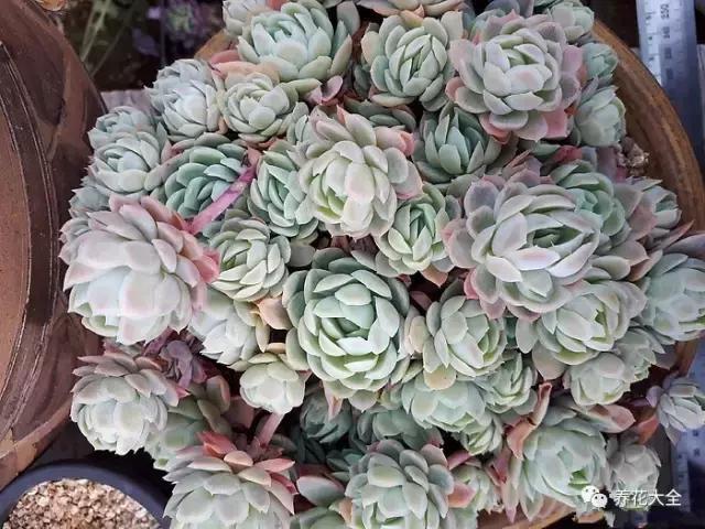 10多万一盆的多肉有吗 (他凭一个浇水口诀养了2000盆多肉)