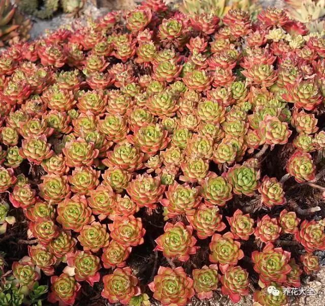 10多万一盆的多肉有吗 (他凭一个浇水口诀养了2000盆多肉)