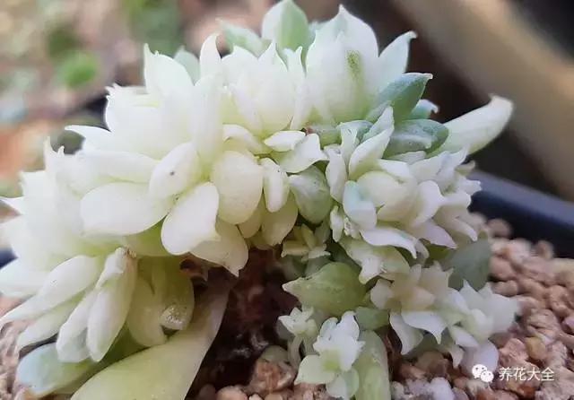 10多万一盆的多肉有吗 (他凭一个浇水口诀养了2000盆多肉)