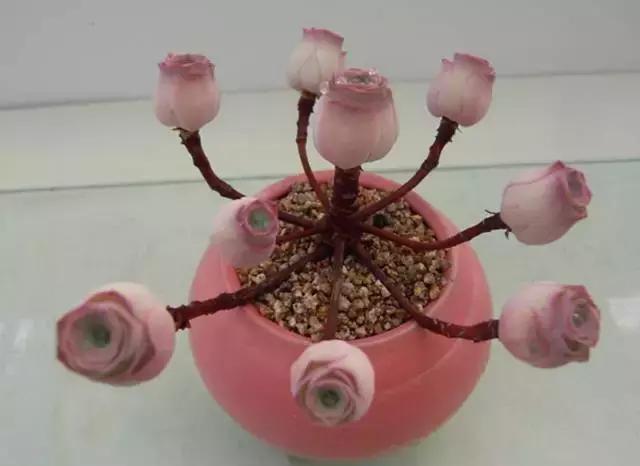 10多万一盆的多肉有吗 (他凭一个浇水口诀养了2000盆多肉)