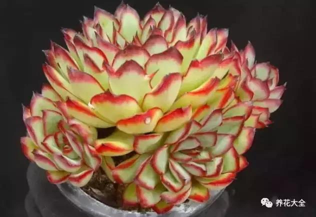 10多万一盆的多肉有吗 (他凭一个浇水口诀养了2000盆多肉)