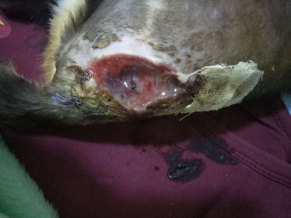 猫咪从5楼摔下以后在家怎么救治,猫咪从八楼摔下来怎么治疗