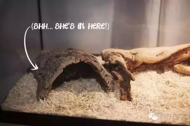 藏穴是什么意思,藏穴