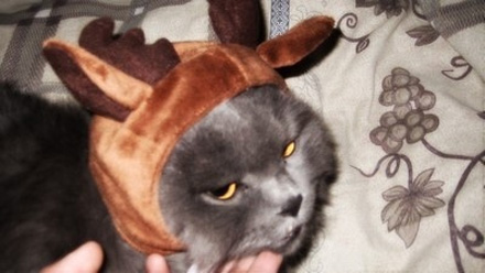 喵星人的动作好搞笑,为什么喵星人都喜欢这个动作