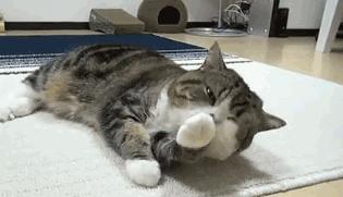 喵星人的动作好搞笑,为什么喵星人都喜欢这个动作