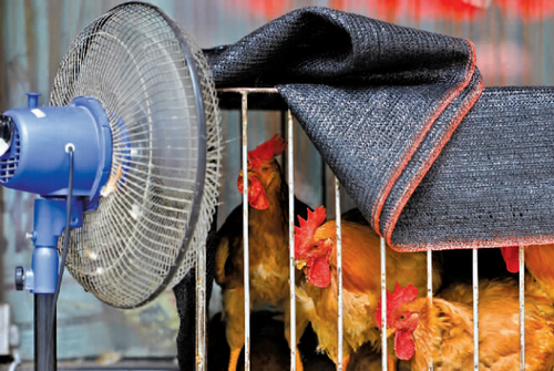 鸡中暑怎么解决,鸡中暑了怎么办最快解决方法