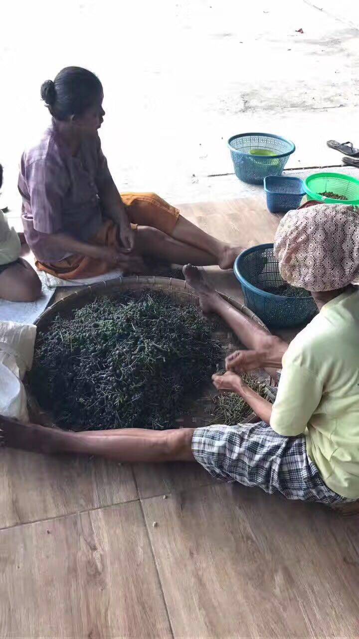 金刚菩提怎么区分大小金刚,红皮金刚菩提和黄皮金刚菩提