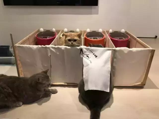 爆笑皮卡丘变形,爆笑皮卡丘韩国