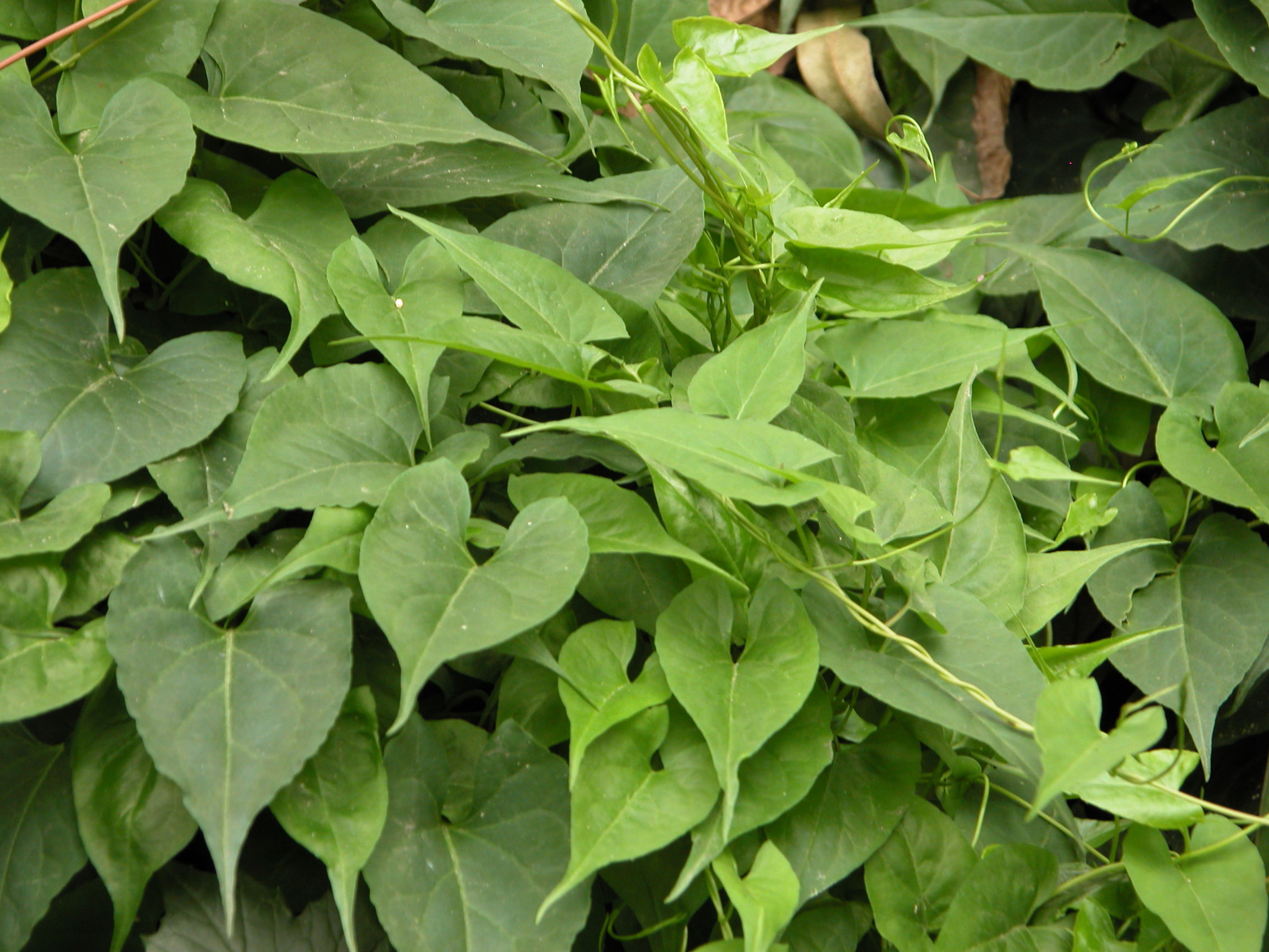 农村常见的中草药有哪些品种,农村常见100种中草药