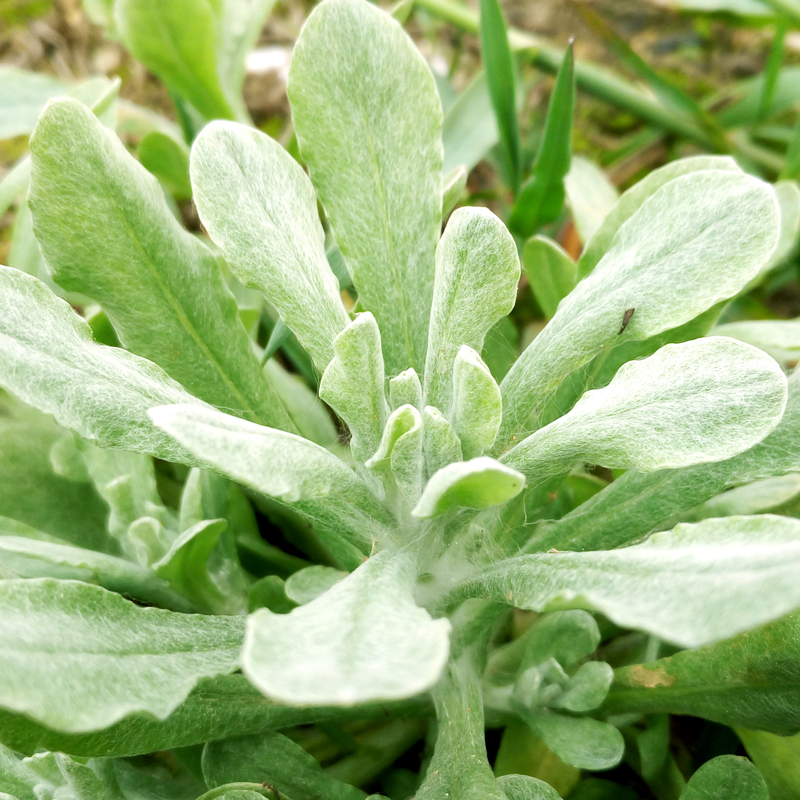 农村常见的中草药有哪些品种,农村常见100种中草药