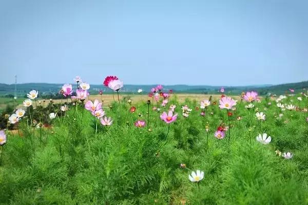 各个地方的特色美景美食,这些地方景色美食都不容错过