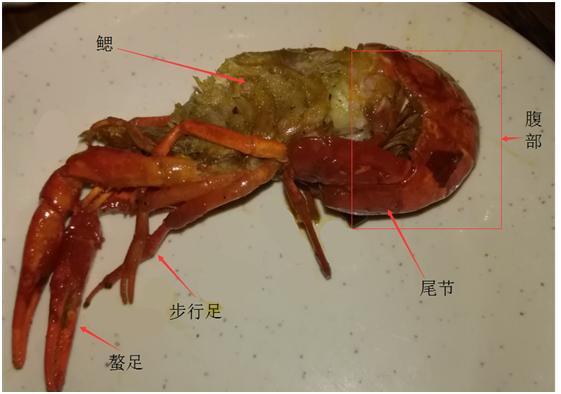 有必要去学习小龙虾技术吗,想学小龙虾应该从哪里做起