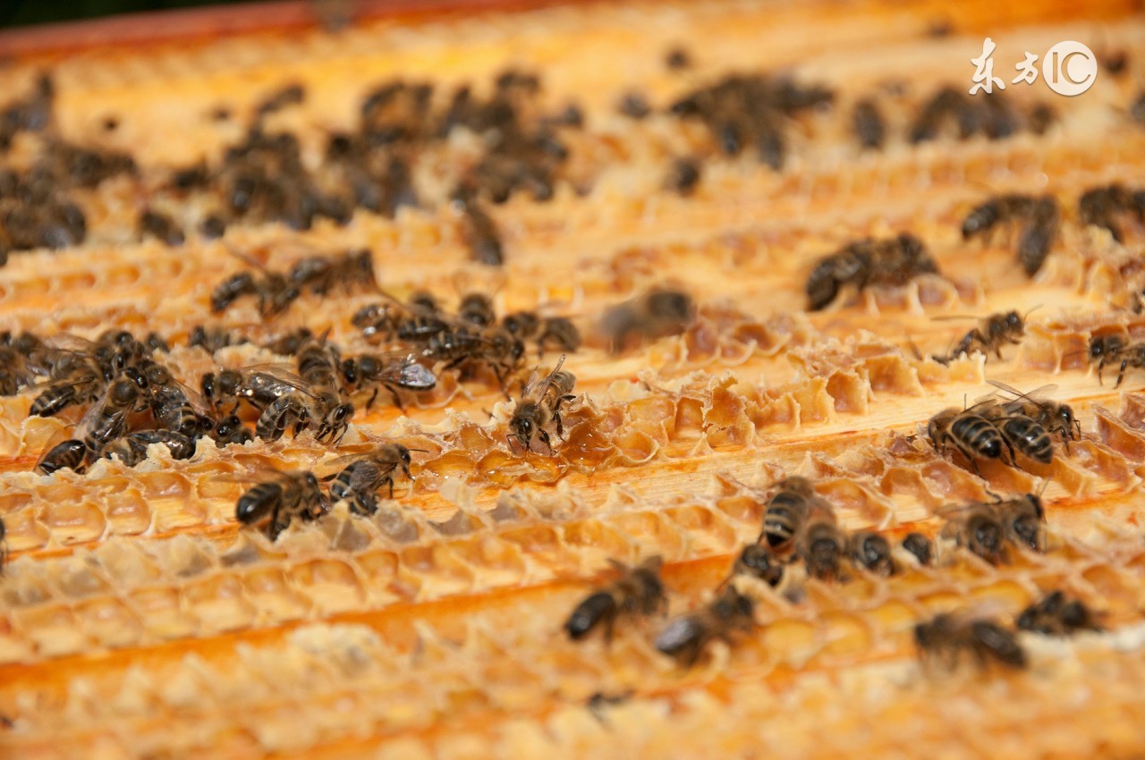 蜂蜜加工企业有哪些,蜂蜜的生产国内外的发展趋势