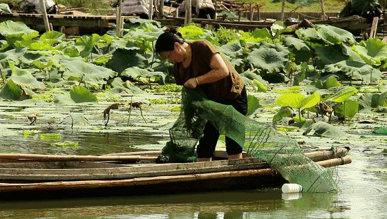 鲜冠阳澄湖大闸蟹,舌尖上的美味大闸蟹
