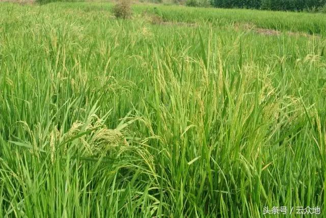 稻田杂草怎么治疗,稻田顽固杂草