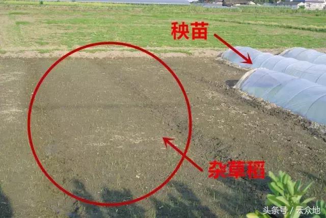 稻田杂草怎么治疗,稻田顽固杂草