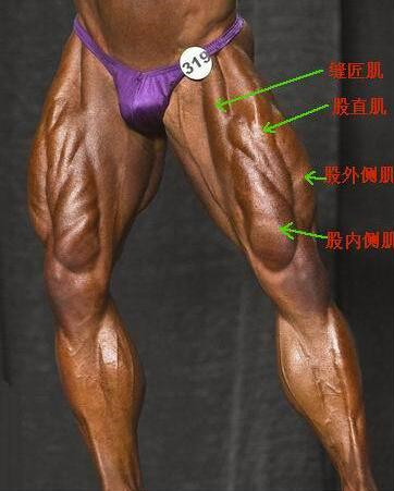 怎么练又细又有力的肌肉腿,腿部肌肉力量训练方法视频教程