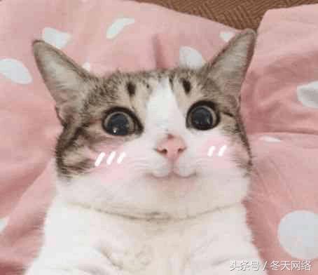 白条闪付和京东闪付一样吗,京东闪付和白条闪付哪个好