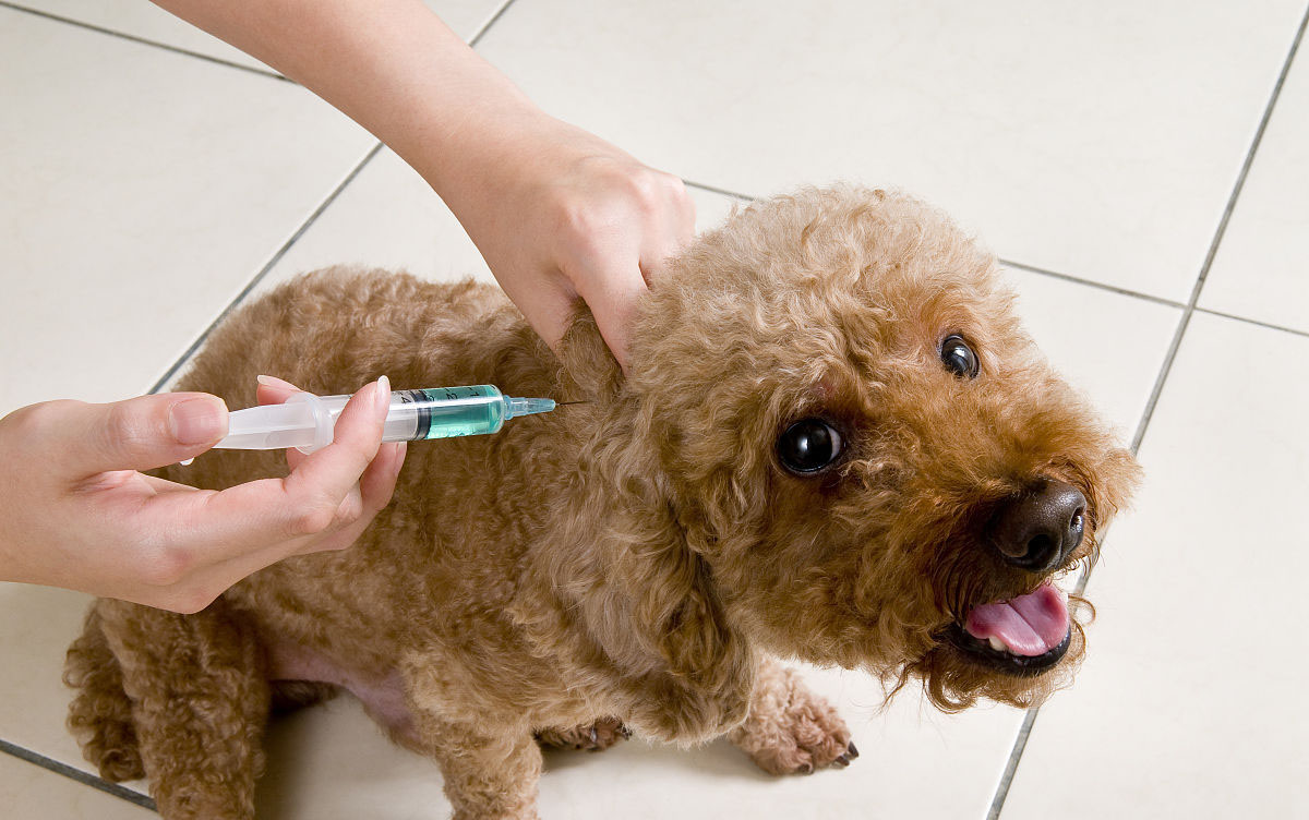 女子被狗咬伤后4针狂犬疫苗,被狗咬伤是否要打5针狂犬疫苗