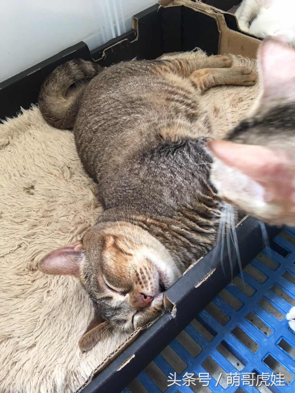 喵星人睡觉懒散,猫咪睡得太死叫不醒正常吗