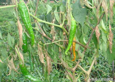 辣椒灰霉病、疫病、炭疽病的症状，以及防治方法