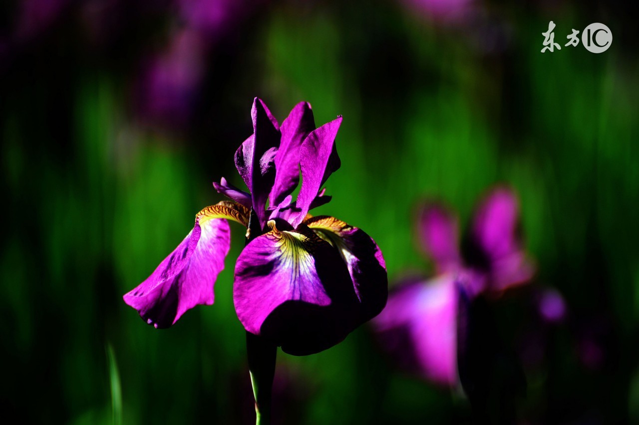 女子顺走天价花,女子顺走50万彩礼