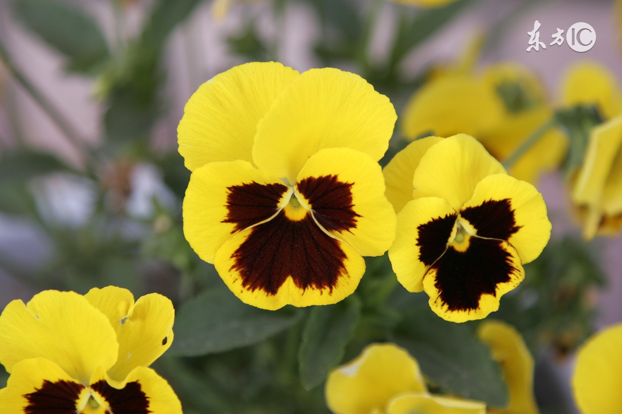 女子顺走天价花,女子顺走50万彩礼