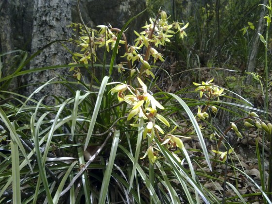 女子顺走天价花,女子顺走50万彩礼
