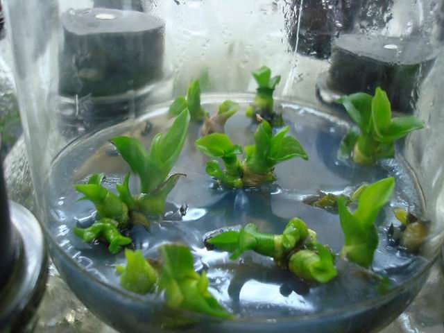 女子顺走天价花,女子顺走50万彩礼