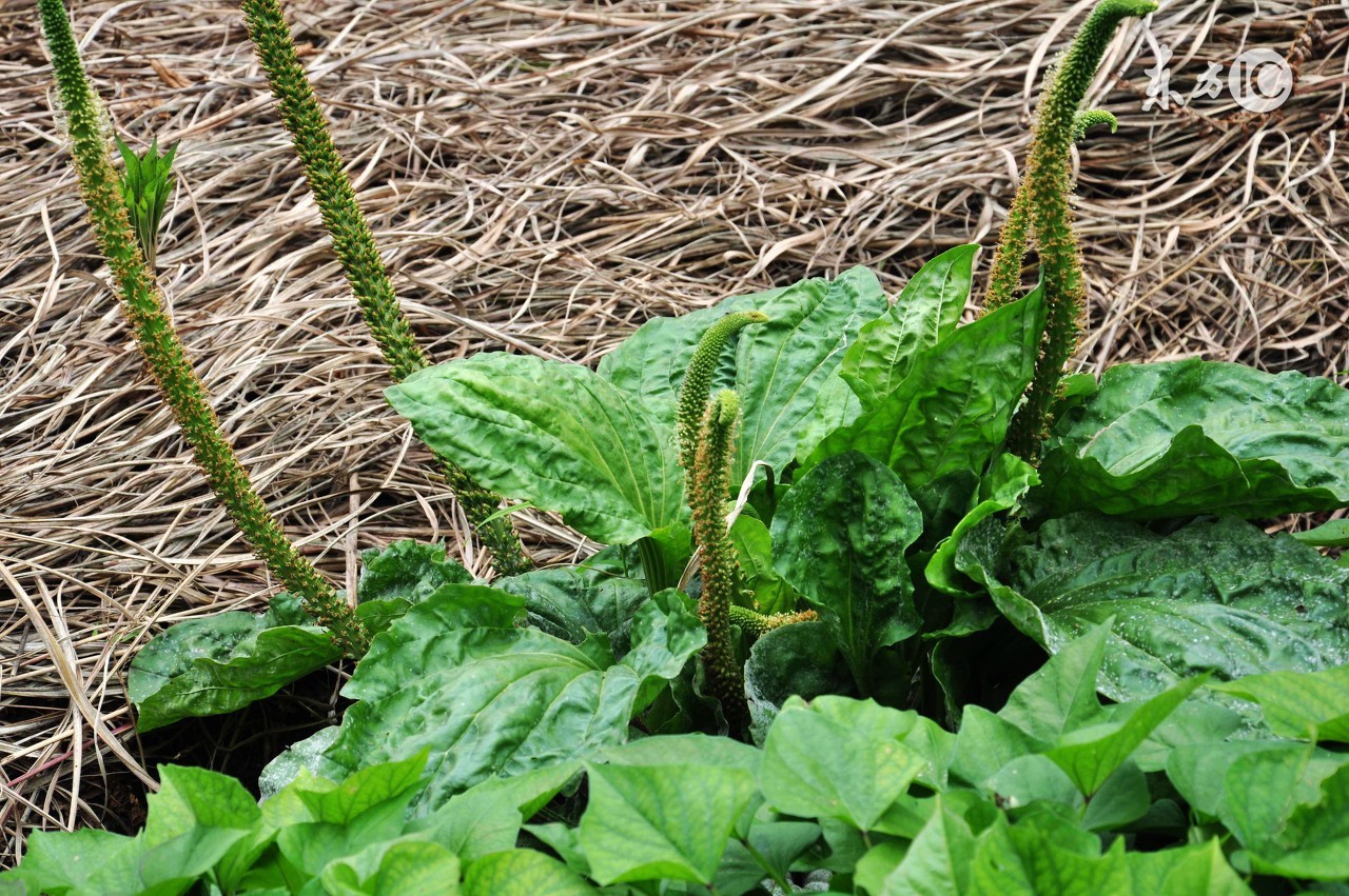 车前草好吃有什么用,车前草有哪些好吃做法