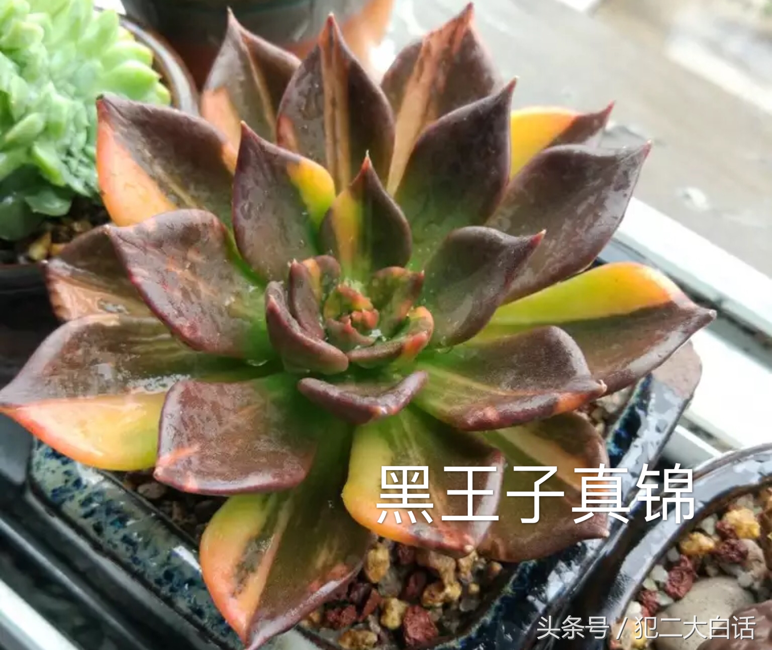 解密!识破药锦!如此简单!犯二多肉养成计划第十篇!