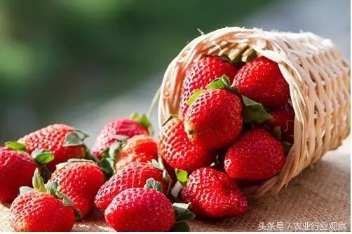 日本农业靠什么赚钱,日本农业经营模式