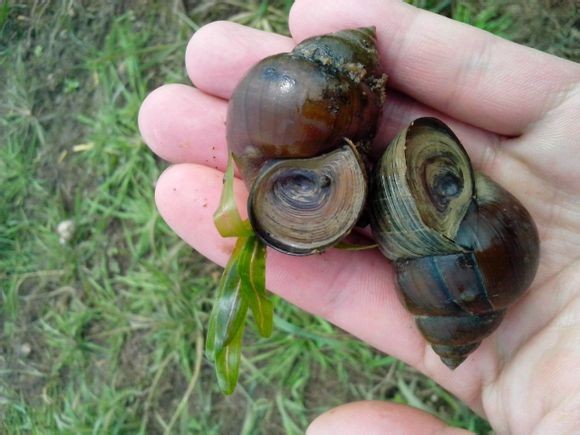 水生生物有哪些简单常见,水生常见生物