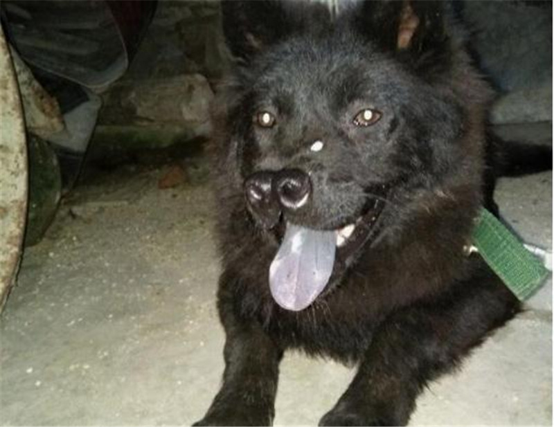 农家庭院偶遇一只“极品神犬”，黑面獠牙，虎头狮面，可惜叫不出名字