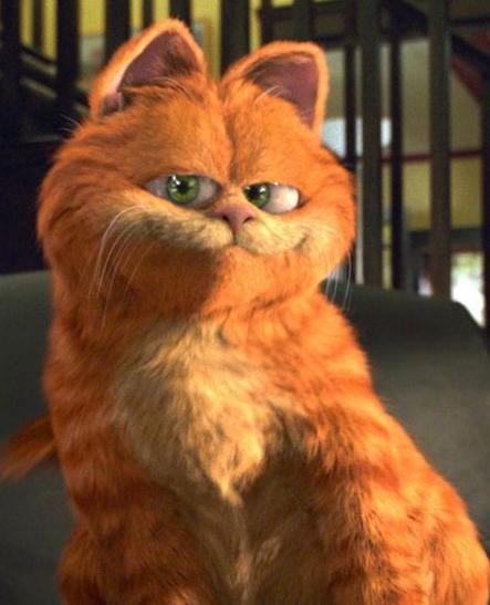 真正加菲猫十分可爱,真实的加菲猫