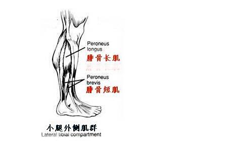 怎么练又细又有力的肌肉腿,腿部肌肉力量训练方法视频教程