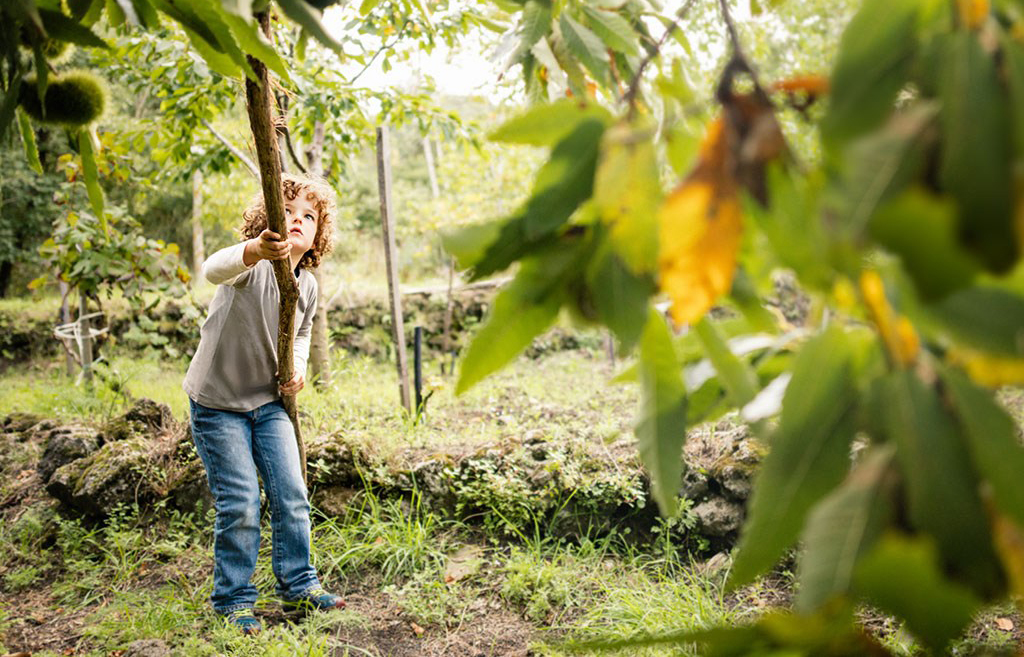 板栗里面有黏黏的是什么东西,为什么自己煮的板栗粘皮