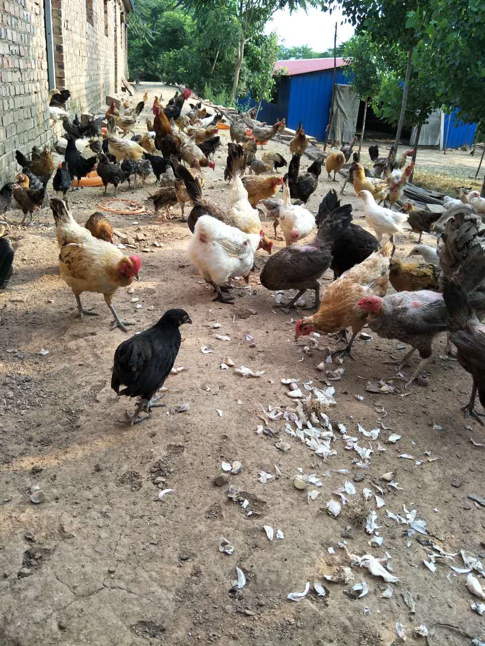 大蒜乌骨鸡,大蒜公鸡