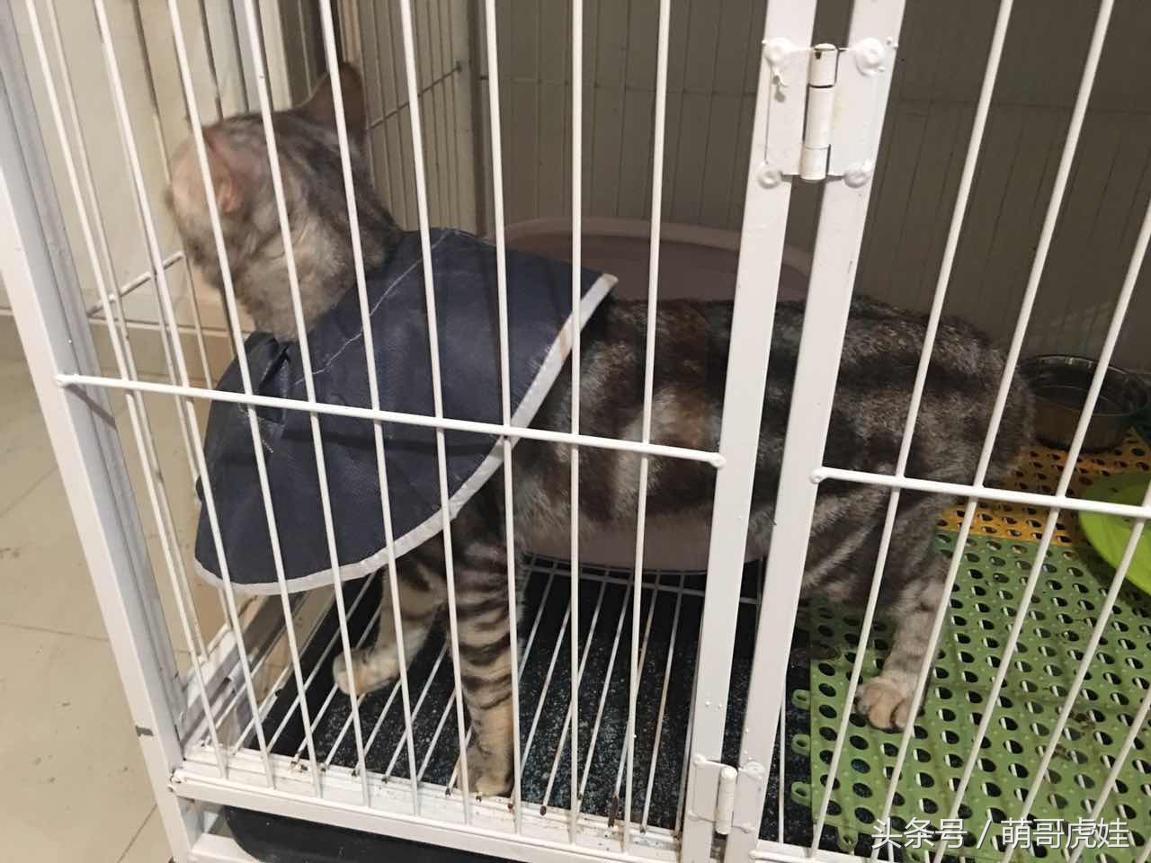 喵星人睡觉懒散,猫咪睡得太死叫不醒正常吗