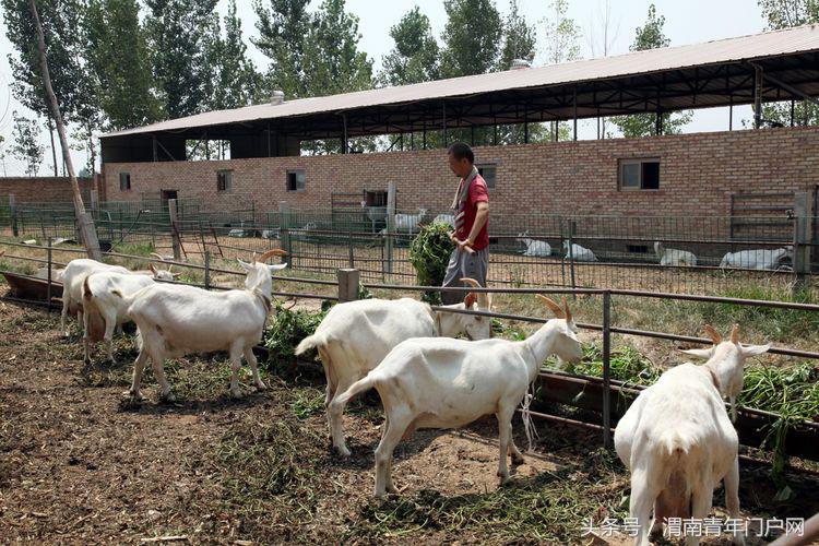 奶山羊扶贫产业示范园,富平县奶山羊产业扶贫
