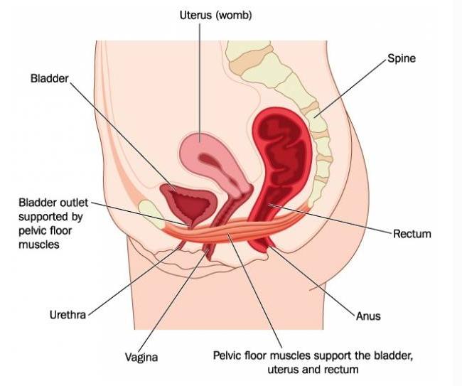 产后背疼怎么锻炼恢复,产后康复训练之背部肌肉训练