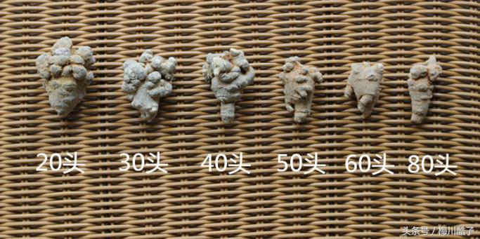 三七多少个头什么意思,三七多少目是什么意思