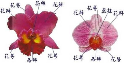 女子顺走天价花,女子顺走50万彩礼