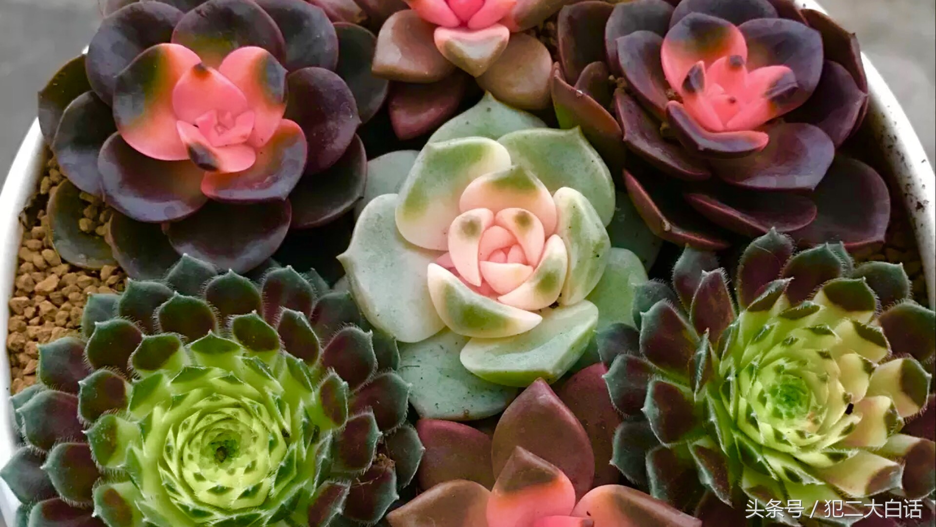 解密!识破药锦!如此简单!犯二多肉养成计划第十篇!