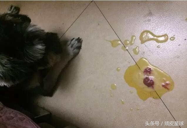 狗狗吐黄水是咋回事，小心慢性肠胃炎哦~