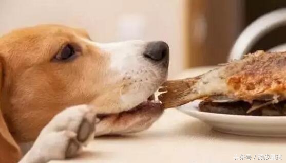 狗狗吐黄水是咋回事，小心慢性肠胃炎哦~