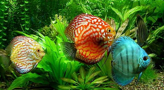 哪几种热带鱼好养,热带鱼好养的有哪几种