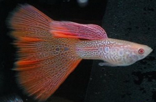 哪几种热带鱼好养,热带鱼好养的有哪几种