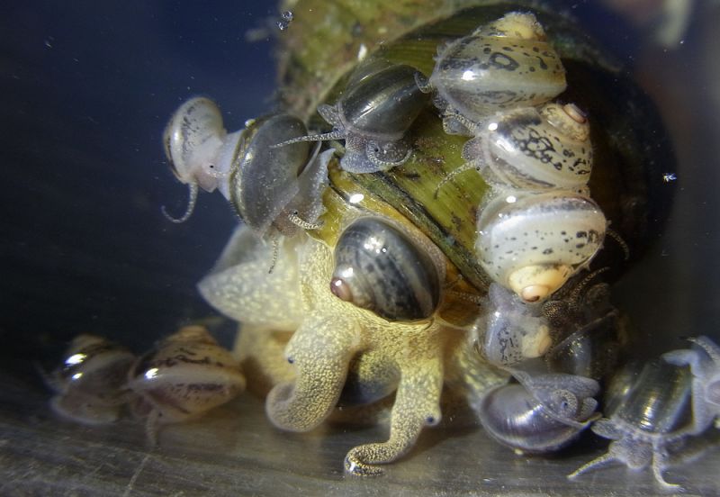水生生物有哪些简单常见,水生常见生物
