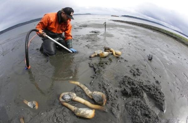 相亲高瘦女太狠了!海归男不跑才怪,居然点了10只这种虾刺身!你知道是什么虾吗?